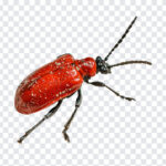 Scarlet Lily Beetle PNG