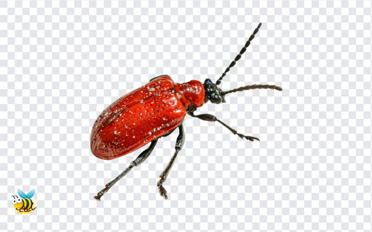 Scarlet Lily Beetle PNG