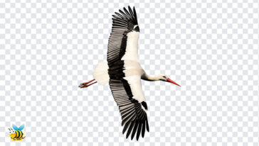 Stork Bird Flying PNG