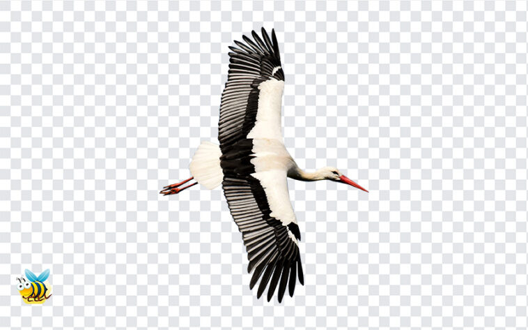 Stork Bird Flying PNG