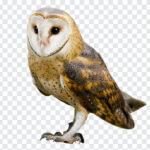 Barn Owl Bird PNG, Barn Owl Bird, Barn Owl, Owl, Bird PNG,