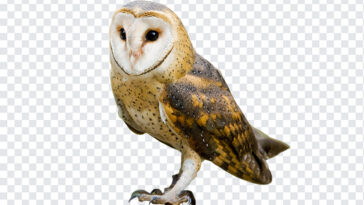 Barn Owl Bird PNG, Barn Owl Bird, Barn Owl, Owl, Bird PNG,