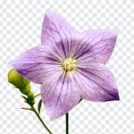 Bell Flower PNG, Bell Flower, PNG Flower, Flowers PNG, Flower PNG, PNG Flowers, Free PNG,