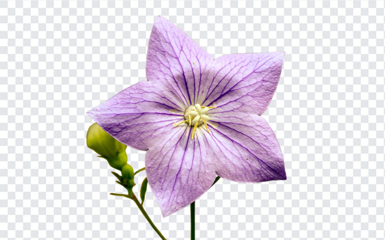 Bell Flower PNG, Bell Flower, PNG Flower, Flowers PNG, Flower PNG, PNG Flowers, Free PNG,