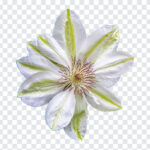 Clematis Flower PNG, Clematis Flower, Clematis, Flower PNG, PNG Flowers, flowers,