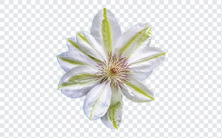 Clematis Flower PNG, Clematis Flower, Clematis, Flower PNG, PNG Flowers, flowers,