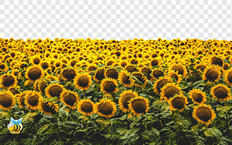 Sunflower Field PNG, Sunflower Field, Sunflower, Sunflowers, Transparent PNG,