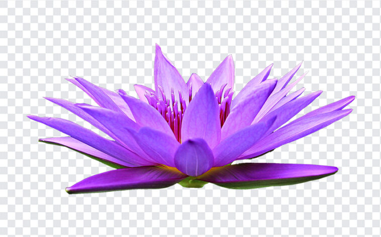 Water Lily Flower PNG, Water Lily Flower, Water Lily PNG, Water Lily, PNG Flower, Flowers PNG, Flower PNG, PNG Flowers,