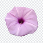 Petunia Flower PNG, Petunia Flower, Petunia, Flower PNG, Flowers PNG, Purple Flower, Flowers,