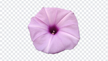 Petunia Flower PNG, Petunia Flower, Petunia, Flower PNG, Flowers PNG, Purple Flower, Flowers,