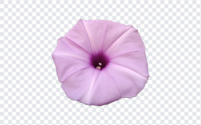 Petunia Flower PNG | Download FREE from the Freebiehive