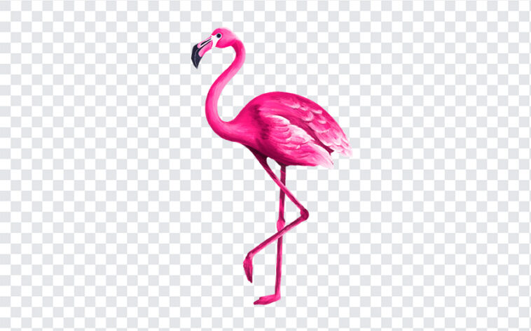Watercolor Flamingo PNG, Watercolor Flamingo, Flamingo PNG, Flamingo, PNG Images,