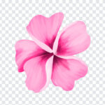 Watercolor Flower PNG