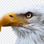 Eagle Face PNG, Eagle Face, Eagle, Eagle Bird, Birds,