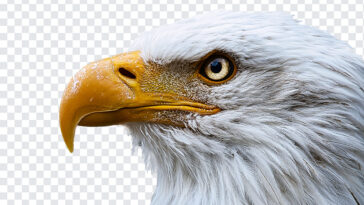 Eagle Face PNG, Eagle Face, Eagle, Eagle Bird, Birds,