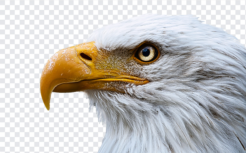 eagle face png