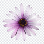 Purple euryops daisy flower PNG, Purple euryops daisy flower, flowers, Purple daisy flower, Purple flower, daisy flower,