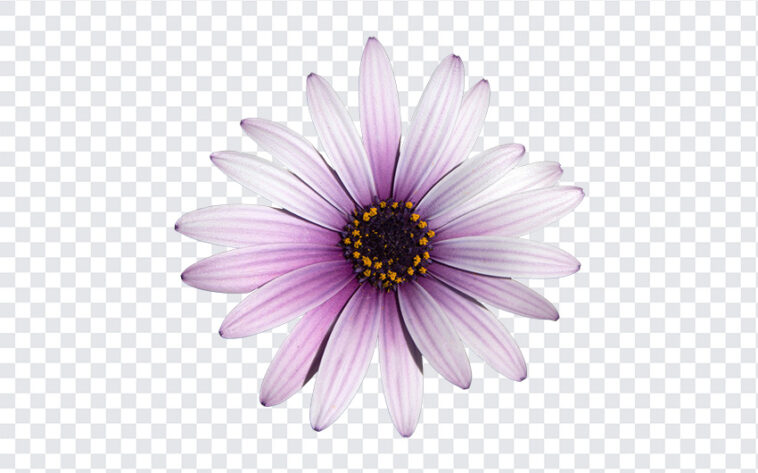 Purple euryops daisy flower PNG, Purple euryops daisy flower, flowers, Purple daisy flower, Purple flower, daisy flower,