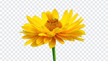 Yellow Gaillardia Flower PNG, Yellow Gaillardia Flower, Yellow Flower PNG, Gaillardia Flower PNG, Gaillardia Flower, Flower, Flowers,