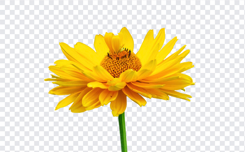 #Flower #Flowers #GaillardiaFlower #GaillardiaFlowerPNG #YellowFlowerPNG #YellowGaillardiaFlower #YellowGaillardiaFlowerPNG