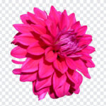 Dahlia Flower PNG, Dahlia Flower, Dahlia, Flower PNG, Dahlia Flower PNG