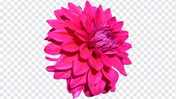 Dahlia Flower PNG, Dahlia Flower, Dahlia, Flower PNG, Dahlia Flower PNG