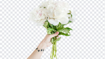 Flowers in Hand PNG,Flowers in Hand,Hand PNG,Flowers,White Flowers,