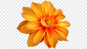Orange Dahlia Flower PNG, Dahlias Orange, Orange Flower PNG, Orange Dahlia Flowers, Dahlia Flower PNG, Dahlia PNG,