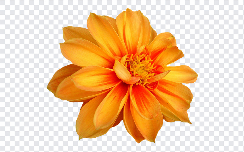 Orange Dahlia Flower PNG, Dahlias Orange, Orange Flower PNG, Orange Dahlia Flowers, Dahlia Flower PNG, Dahlia PNG,