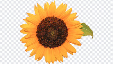 png sunflower, png sunflowers, types of sunflowers, Sunflower PNG, Sunflower,