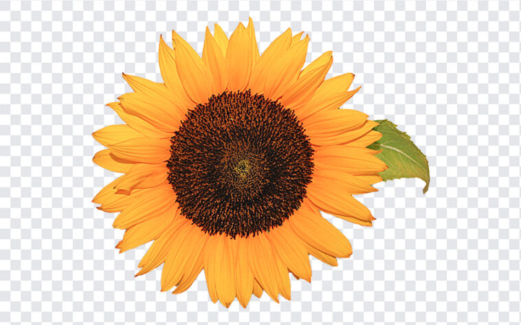 Sunflower PNG | Download FREE from the Freebiehive