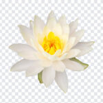 White Lotus Flower,White Lotus,White Lotus Flower PNG,White,PNG Images,Transparent Files,png free,png file,