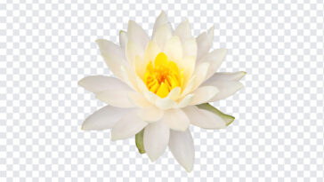 White Lotus Flower,White Lotus,White Lotus Flower PNG,White,PNG Images,Transparent Files,png free,png file,