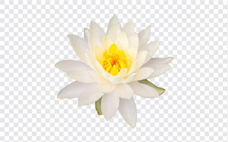 White Lotus Flower,White Lotus,White Lotus Flower PNG,White,PNG Images,Transparent Files,png free,png file,
