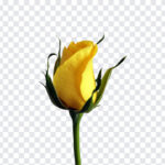 Yellow Rose Bud,Yellow Rose,Yellow,PNG Images,Transparent Files,png free,png file,