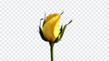 Yellow Rose Bud,Yellow Rose,Yellow,PNG Images,Transparent Files,png free,png file,