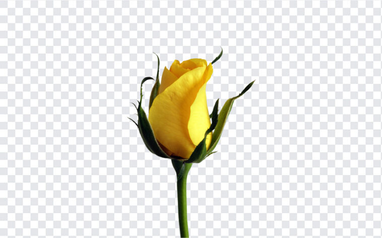 Yellow Rose Bud,Yellow Rose,Yellow,PNG Images,Transparent Files,png free,png file,