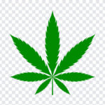 Marijuana Leaf, Marijuana, Marijuana Leaf PNG, Marijuana, Ganja Leaf, Ganja Leaf PNG, PNG Images, Transparent Files, png free, png file,