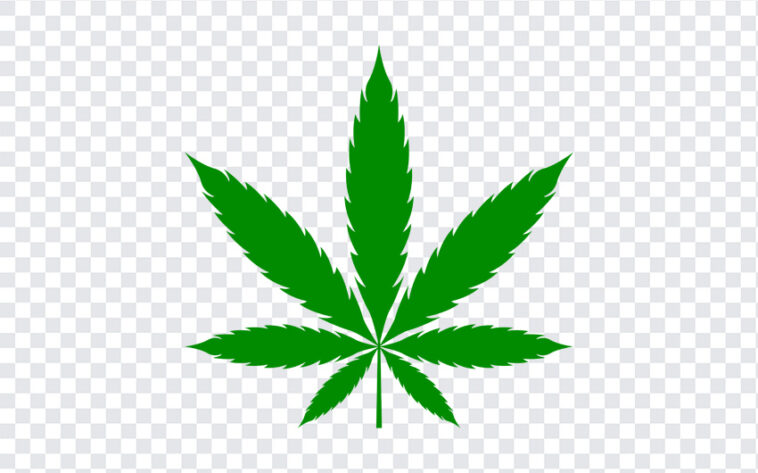 Marijuana Leaf, Marijuana, Marijuana Leaf PNG, Marijuana, Ganja Leaf, Ganja Leaf PNG, PNG Images, Transparent Files, png free, png file,
