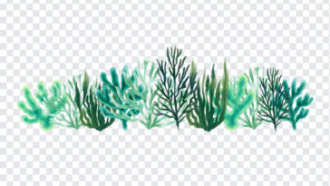 watercolor corals, watercolor, watercolor corals PNG, Corals PNG, Corals, PNG Images, Transparent Files, png free, png file,