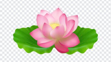 Lotus Vector, Lotus, Lotus Vector PNG, Lotus PNG, Lotus Flower, Flower PNG, PNG Images, Transparent Files, png free, png file,