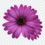 Purple Daisy Flower, Purple Daisy, Purple Daisy Flower PNG, Purple, Daisy Flower PNG, Flower PNG, PNG Images, Transparent Files, png free, png file,