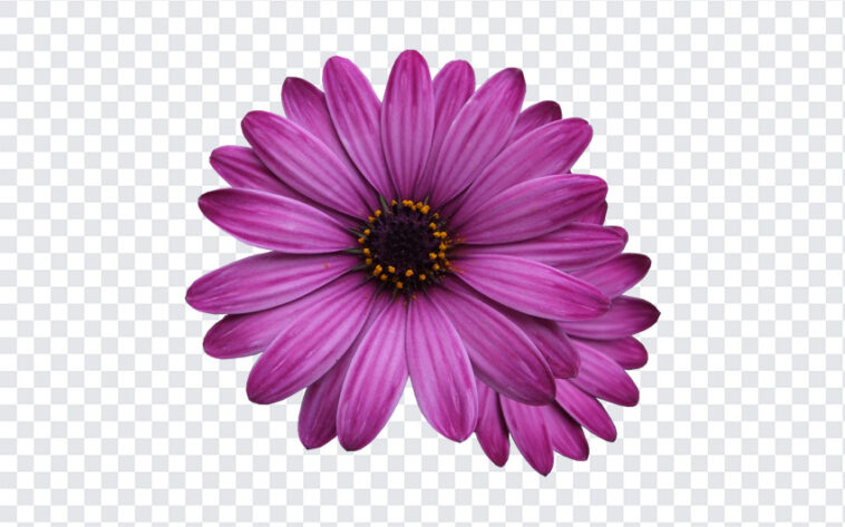 Purple Daisy Flower, Purple Daisy, Purple Daisy Flower PNG, Purple, Daisy Flower PNG, Flower PNG, PNG Images, Transparent Files, png free, png file,