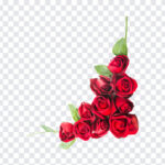 Red Roses, Red, Red Roses PNG, Flowers PNG, Roses PNG, PNG, PNG Images, Transparent Files, png free, png file,