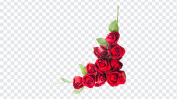 Red Roses, Red, Red Roses PNG, Flowers PNG, Roses PNG, PNG, PNG Images, Transparent Files, png free, png file,