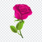 Rose Vector, Rose, Rose Vector PNG, Flower PNG, Vector Flower PNG, PNG Images, Transparent Files, png free, png file,