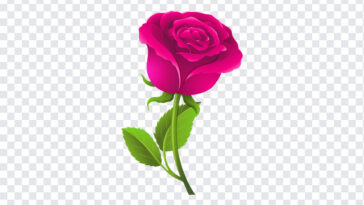 Rose Vector, Rose, Rose Vector PNG, Flower PNG, Vector Flower PNG, PNG Images, Transparent Files, png free, png file,