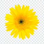 Yellow Flower, Yellow, Yellow Flower PNG, Flower PNG, SunFlower PNG, Sunflower, PNG Images, Transparent Files, png free, png file,