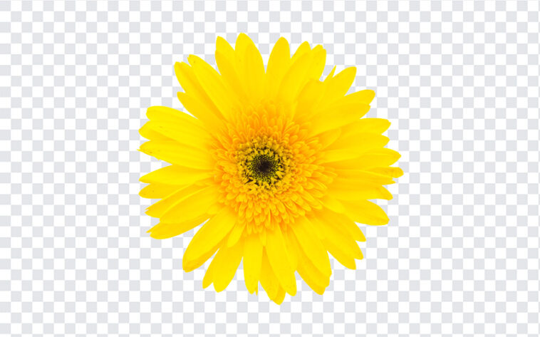 Yellow Flower, Yellow, Yellow Flower PNG, Flower PNG, SunFlower PNG, Sunflower, PNG Images, Transparent Files, png free, png file,