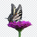 Butterfly on a, Butterfly on, Butterfly on a Flower, Butterfly, PNG, PNG Images, Transparent Files, png free, png file,